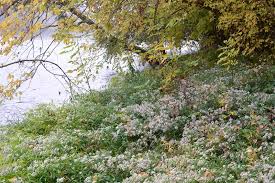 Attēlu rezultāti vaicājumam “Symphyotrichum x salignum flower”