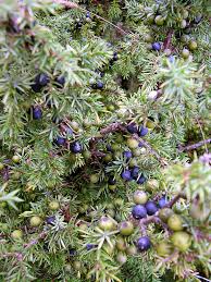 Attēlu rezultāti vaicājumam “Juniperus communis fruit”