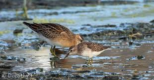Image result for Calidris subminuta