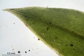 Attēlu rezultāti vaicājumam “Tortula subulata”