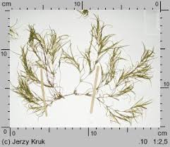 Attēlu rezultāti vaicājumam “Najas flexilis”