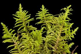 Attēlu rezultāti vaicājumam “Abietinella abietina var. hystricosa”