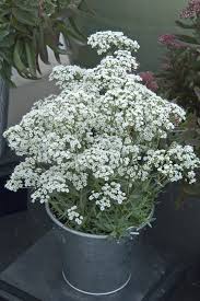 Attēlu rezultāti vaicājumam “Gypsophila muralis fruit”