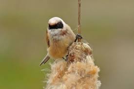 Image result for Remiz pendulinus