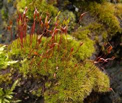 Attēlu rezultāti vaicājumam “Ceratodon purpureus sporophyte”