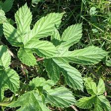 Attēlu rezultāti vaicājumam “Humulus lupulus leaf”