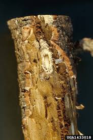 Attēlu rezultāti vaicājumam “Pissodes castaneus”