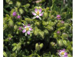 Attēlu rezultāti vaicājumam “Spergularia marina leaf”