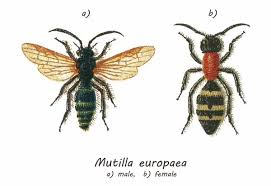 Attēlu rezultāti vaicājumam “Mutilla europaea”