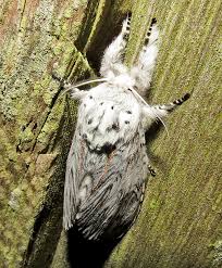 Attēlu rezultāti vaicājumam “Agonopterix hypericella imago”