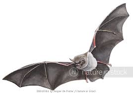 Attēlu rezultāti vaicājumam “Eptesicus serotinus”