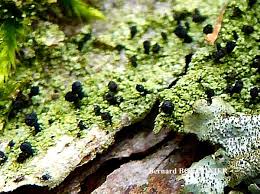 Attēlu rezultāti vaicājumam “Calicium adspersum”