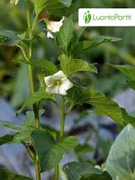 Attēlu rezultāti vaicājumam “Physalis alkekengi leaf”