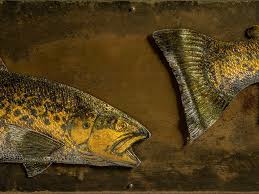 Image result for Dulverton Angling Association