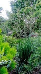 Attēlu rezultāti vaicājumam “Molinia caerulea flower”