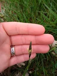 Attēlu rezultāti vaicājumam “Carex caryophyllea flower”