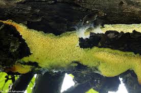 Attēlu rezultāti vaicājumam “Sarcodontia crocea”