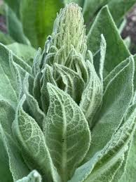 Attēlu rezultāti vaicājumam “Verbascum thapsus leaf”