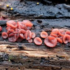 Attēlu rezultāti vaicājumam “Ascocoryne cylichnium”