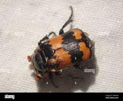 Attēlu rezultāti vaicājumam “Poecilochirus sp.”