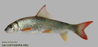 Image result for Moxostoma duquesnei