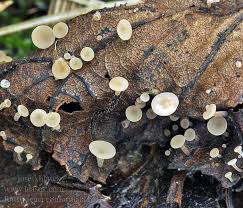 Attēlu rezultāti vaicājumam “Rutstroemia firma”