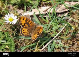 Attēlu rezultāti vaicājumam “Lasiommata megera male”