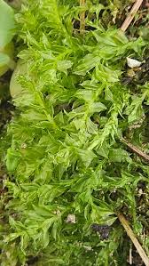 Attēlu rezultāti vaicājumam “Plagiomnium affine sporophyte”