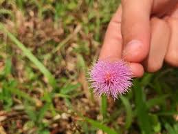 Image result for pohon semalu images