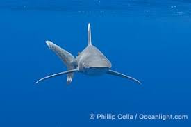 Image result for Carcharhinus longimanus