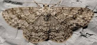 Attēlu rezultāti vaicājumam “Ectropis crepuscularia”
