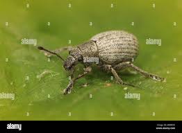 Attēlu rezultāti vaicājumam “Philopedon plagiatum”