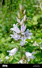 Image result for Campanula trachelium