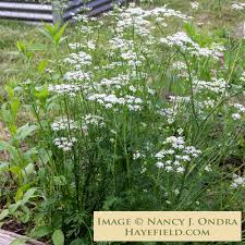 Attēlu rezultāti vaicājumam “Carum carvi flower”