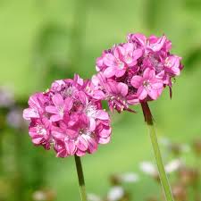 Attēlu rezultāti vaicājumam “Armeria vulgaris”