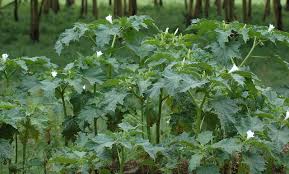 Attēlu rezultāti vaicājumam “Datura stramonium fruit”