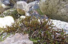 Attēlu rezultāti vaicājumam “Schistidium robustum sporophyte”