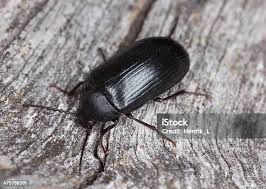 Attēlu rezultāti vaicājumam “Prionychus ater”