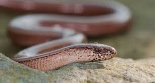 Attēlu rezultāti vaicājumam “Anguis fragilis”