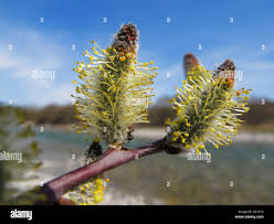 Attēlu rezultāti vaicājumam “Salix myrsinifolia male flower”