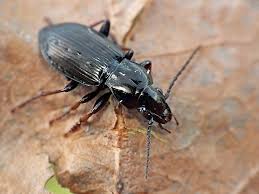 Attēlu rezultāti vaicājumam “Pterostichus oblongopunctatus”