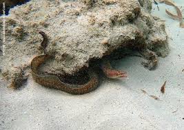 Image result for Gymnothorax vicinus