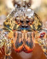 Attēlu rezultāti vaicājumam “Diderma roanense macro”