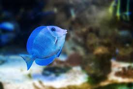 Image result for Acanthurus coeruleus