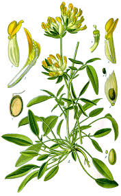 Image result for Anthyllis vulneraria