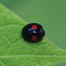 Attēlu rezultāti vaicājumam “Chilocorus renipustulatus”