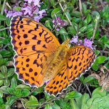 Attēlu rezultāti vaicājumam “Brenthis daphne underside”
