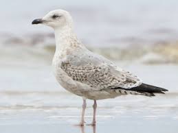 Attēlu rezultāti vaicājumam “Larus argentatus”