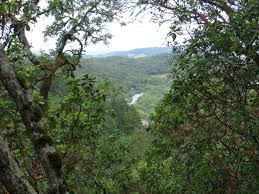 Attēlu rezultāti vaicājumam “Licea pusilla young”