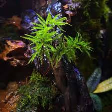 Attēlu rezultāti vaicājumam “Climacium dendroides sporophyte”